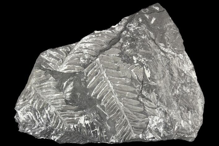 Wide Fossil Seed Fern Plate - Pennsylvania #79690